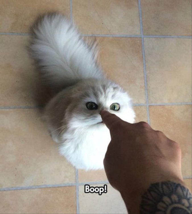 327336-Boop-.jpg