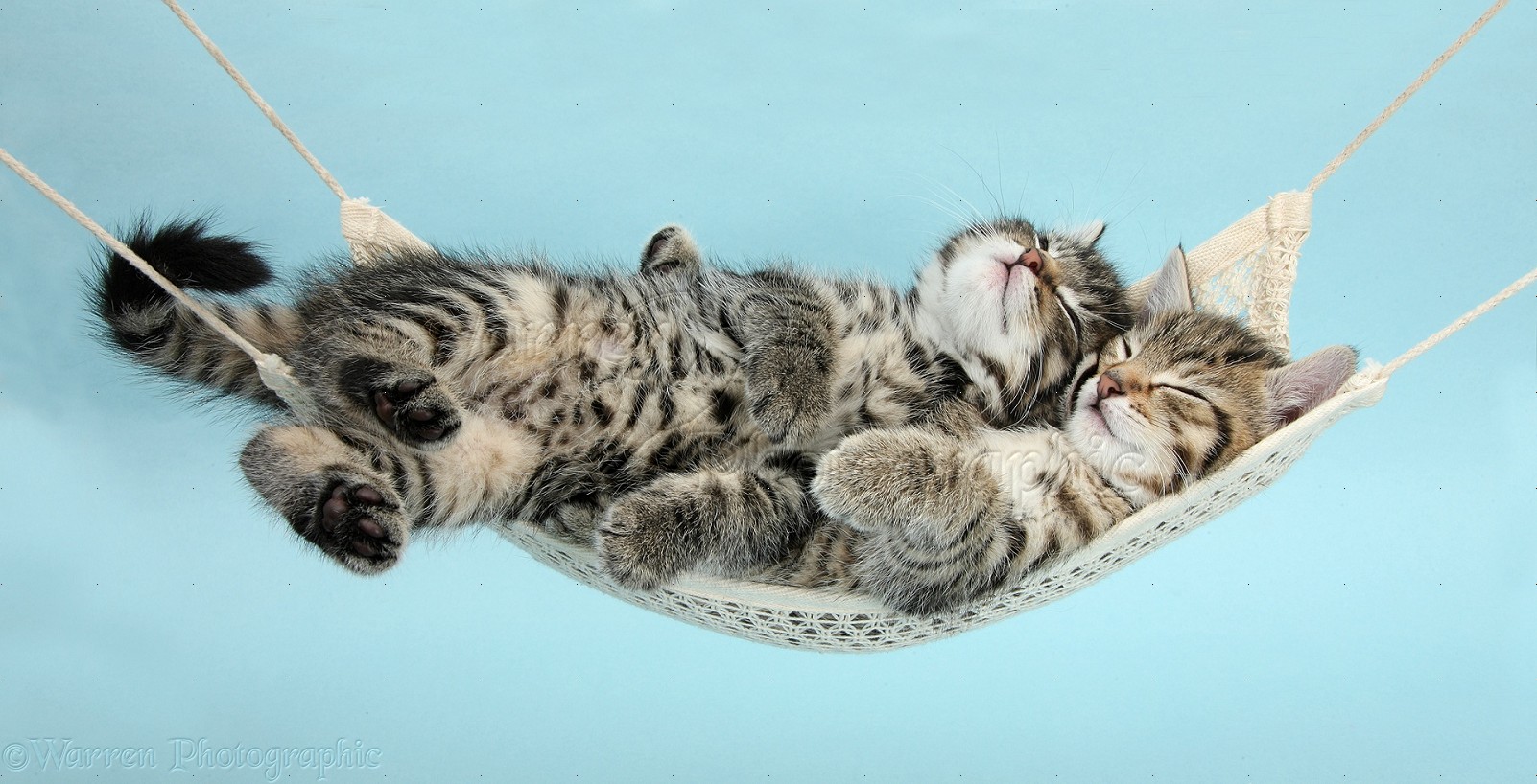 37058-Cute-tabby-kittens-sleeping-in-a-h