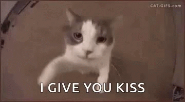tenor.gif?itemid=12660987
