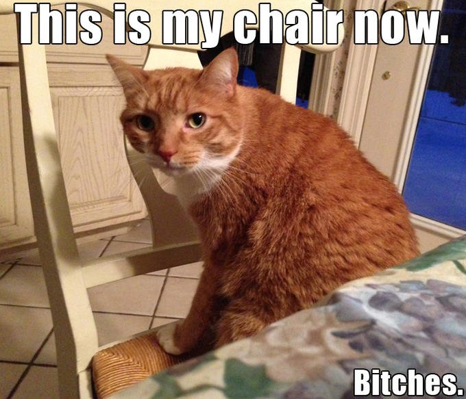 This is my chair noW Bitches. Aegean cat cat photo caption small to medium sized cats cat like mammal whiskers fauna