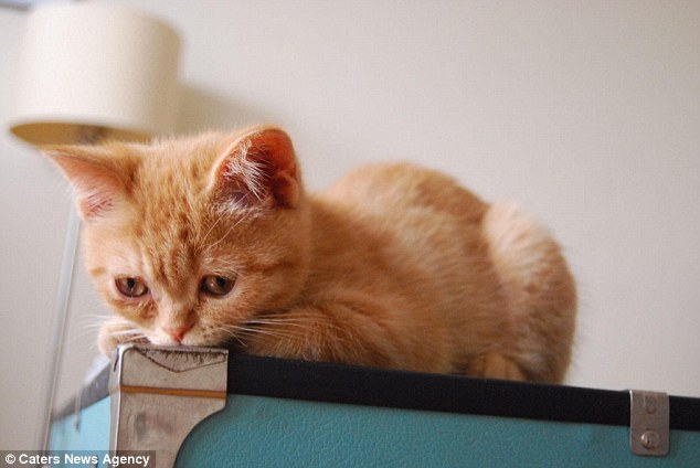 3C7CD08F00000578-0-image-a-22_1485345967