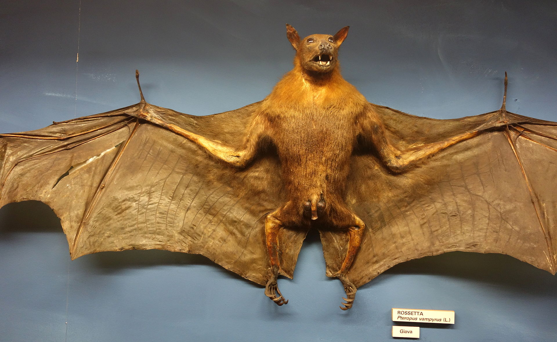 1920px-Pteropus_vampyrus_-_Museo_Civico_