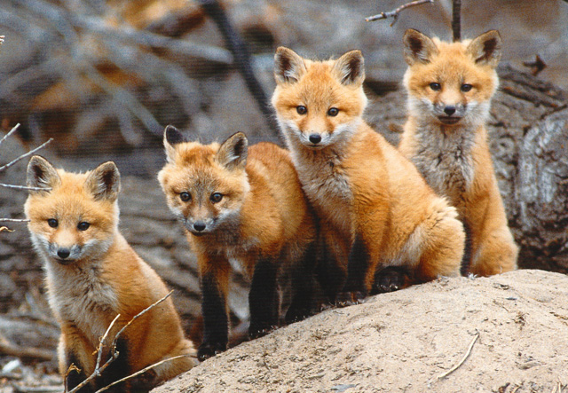4-fox-cubs.jpg
