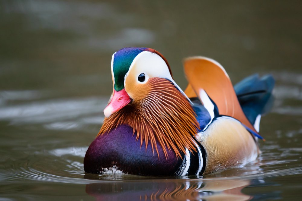 Mandarin Duck | Maybe my favourite type of duck. Photographe… | Flickr