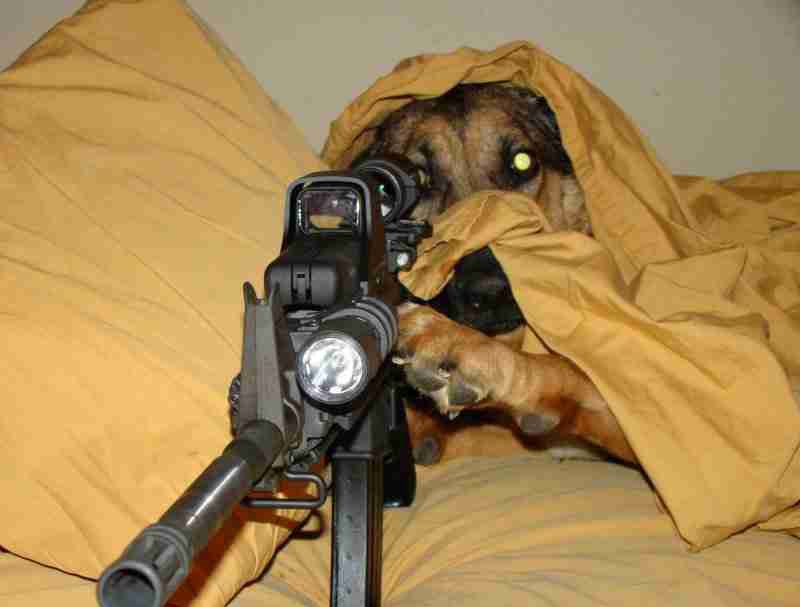 What+about+dogs+with+guns+_f7c12559c4aff