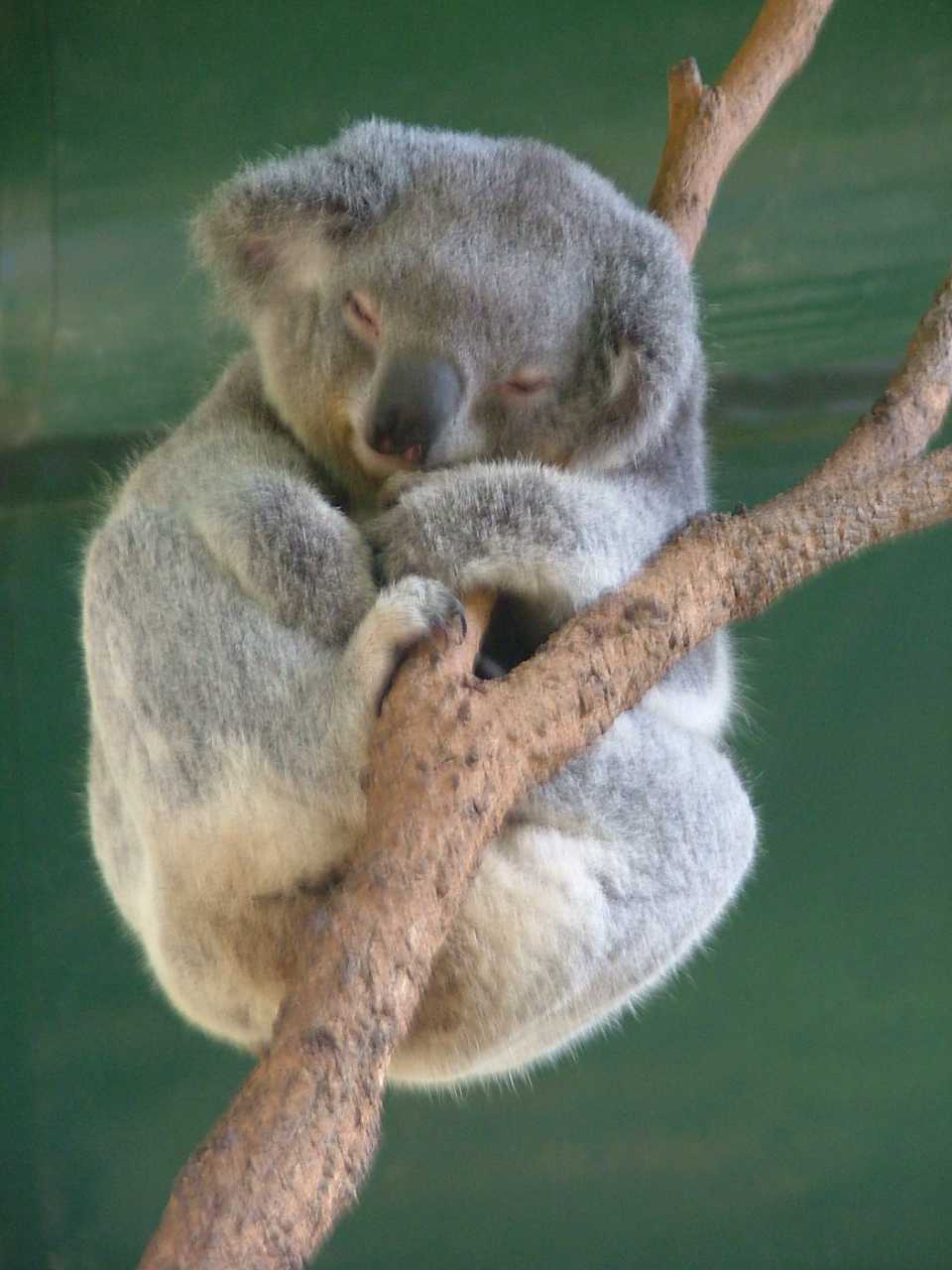 Sleeping_Koala.JPG
