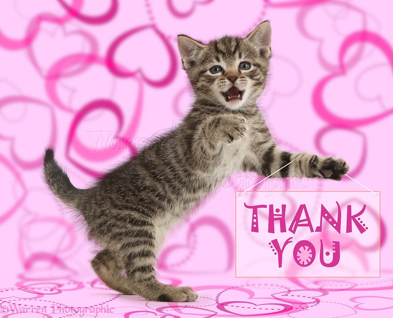 43087-Tabby-kitten-holding-thank-you-not