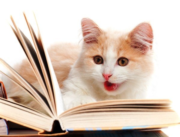 cat-reading-a-book.jpg?ssl=1