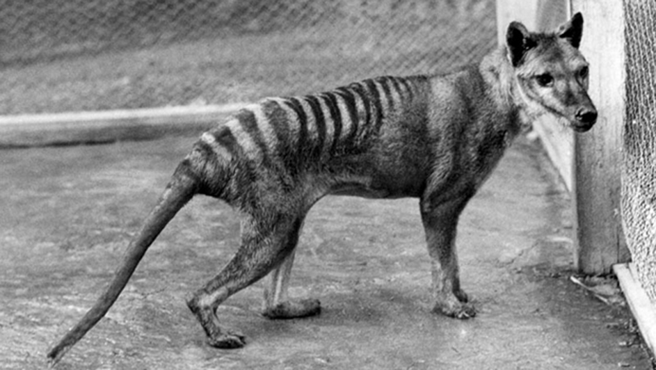 761709621001_3545475591001_thylacine-tas