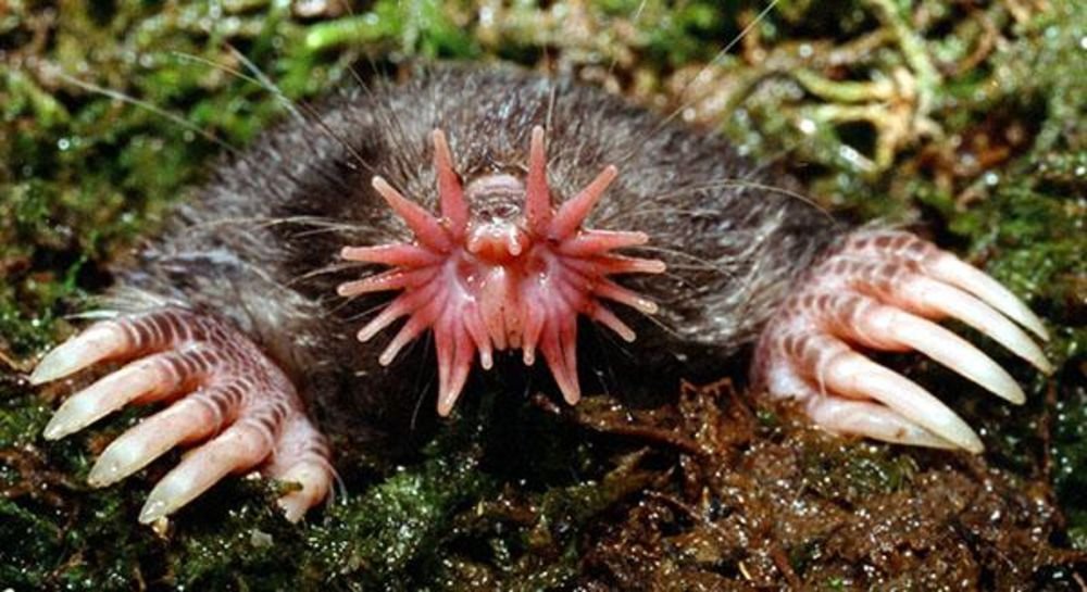 star-nosed_mole.jpg?itok=FV6RcPQP&fc=50,