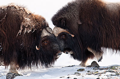 47BenCranke_HHWildlife_Muskox.jpg