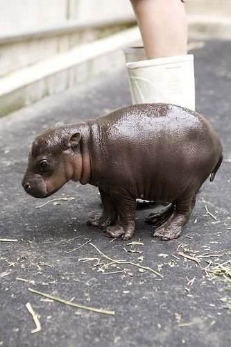baby pygmy hippo | Animaux étranges, Bébé hippopotame