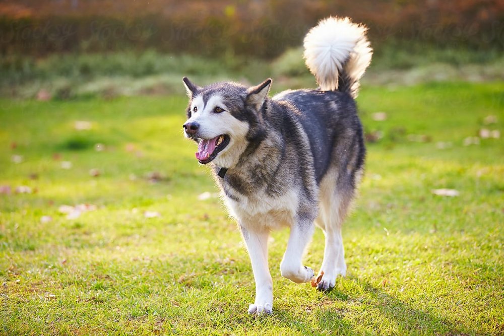 Adult Alaskan Malamute Outdoor