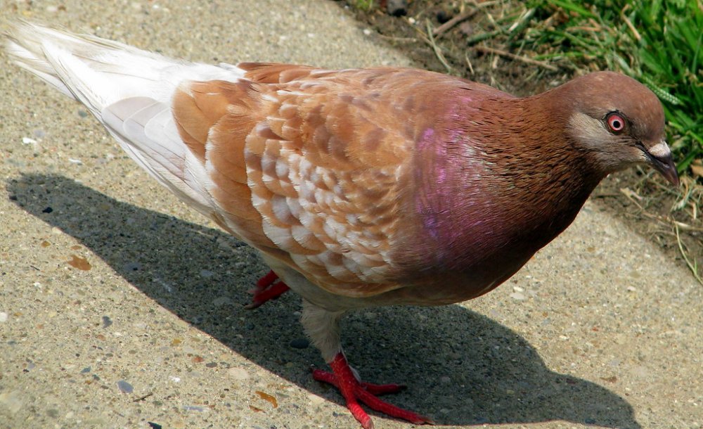 Brown Pigeon | I suppose these are common, but I just can't … | Flickr