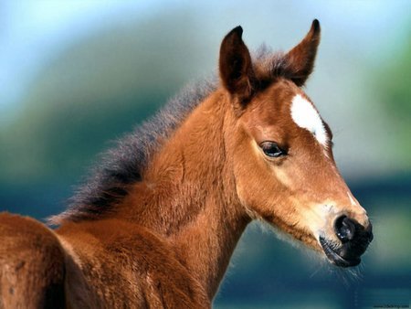 Beautiful horse - Horses & Animals Background Wallpapers on ...