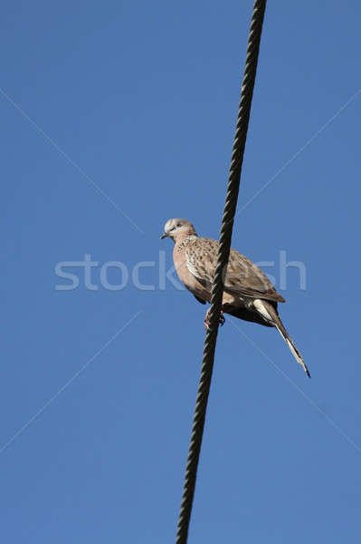 491479_stock-photo-spotted-turtle-dove-s