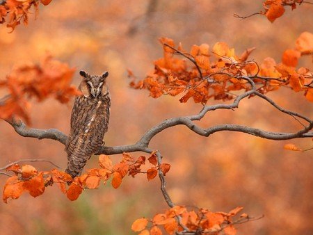 Owl on Tree - Birds & Animals Background Wallpapers on Desktop ...