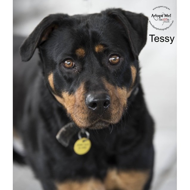 Tessy ID33535 - Large Female Rottweiler Mix Dog in VIC - PetRescue