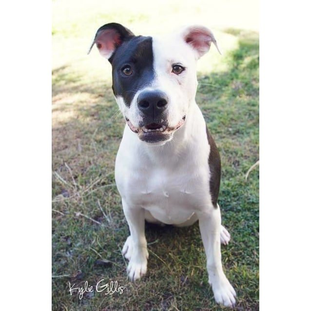 Raven - Medium Female Staffy Mix Dog in QLD - PetRescue