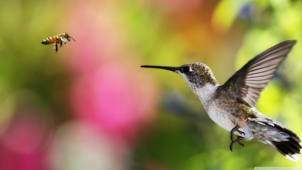 Hummingbird Wallpaper and Background Image | 1366x768 | ID:492145 ...