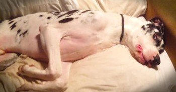 Goofy Great Dane Doesn't Want To Wake Up - Cute Videos