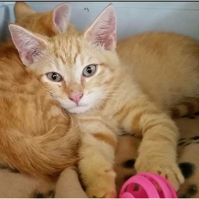 Tom - Male Domestic Short Hair Cat in QLD - PetRescue