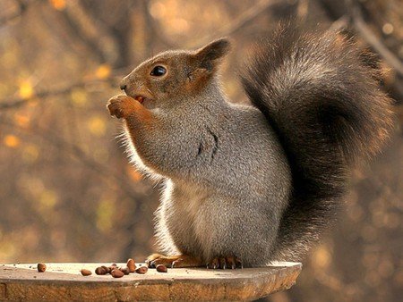 Squirrel - Squirrels & Animals Background Wallpapers on Desktop ...