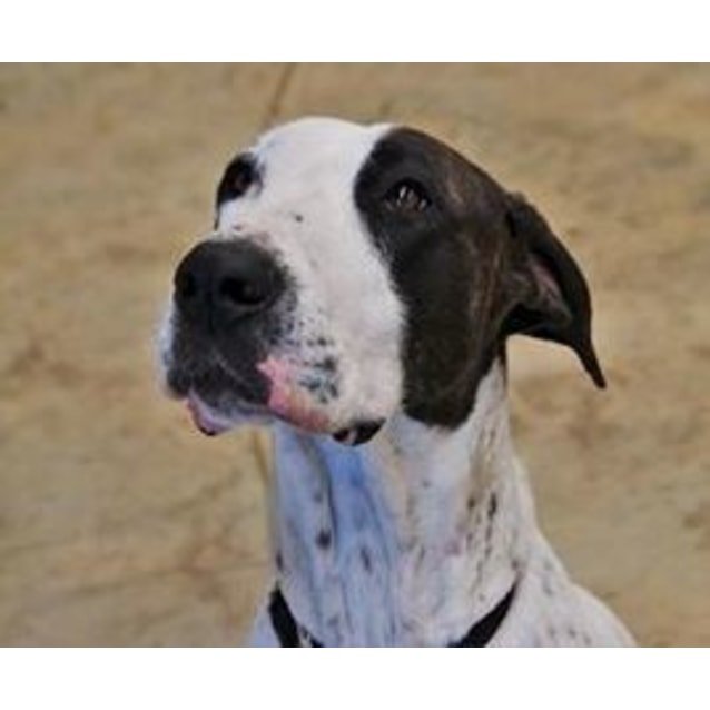 Trigga D0507 adopted 17/11/16 - Large Female Bull Arab Mix Dog in ...