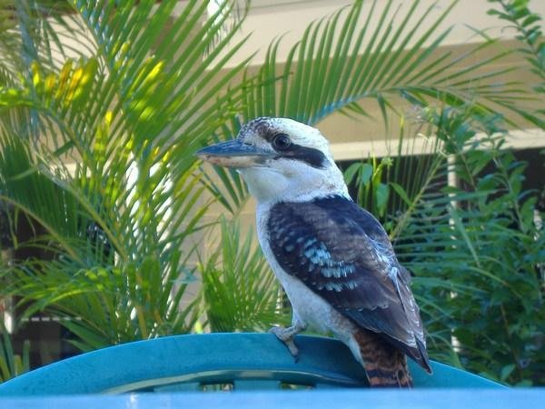 kookaborra | Photo