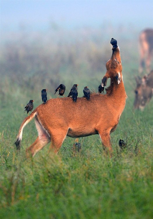 I'll scratch your back... antelope and myna birds enjoy a ...