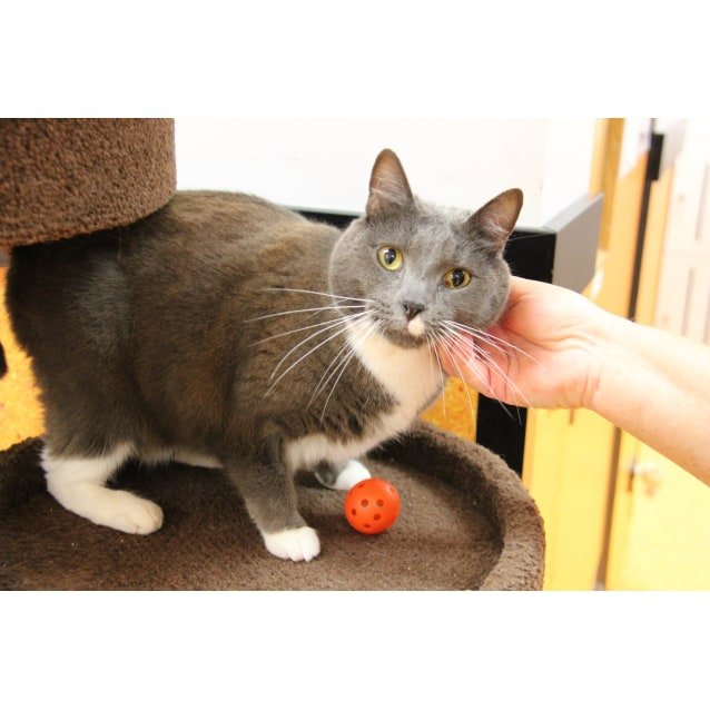 Squaker - Male Domestic Short Hair Mix Cat in QLD - PetRescue