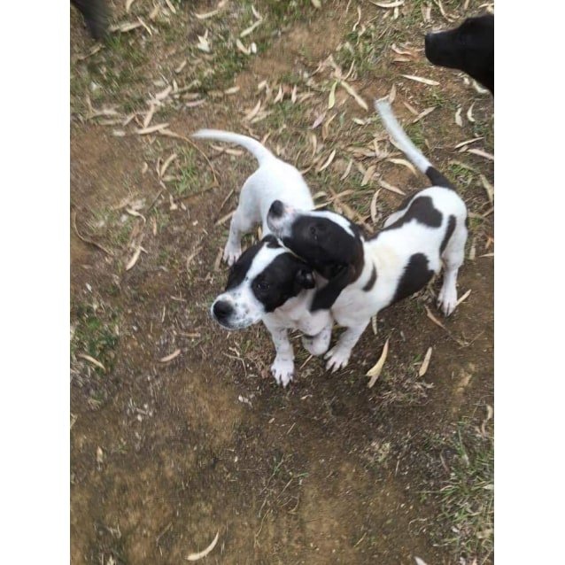 Ranger and Ryder - Large Male Bull Arab x Pointer Mix Dog in NSW ...