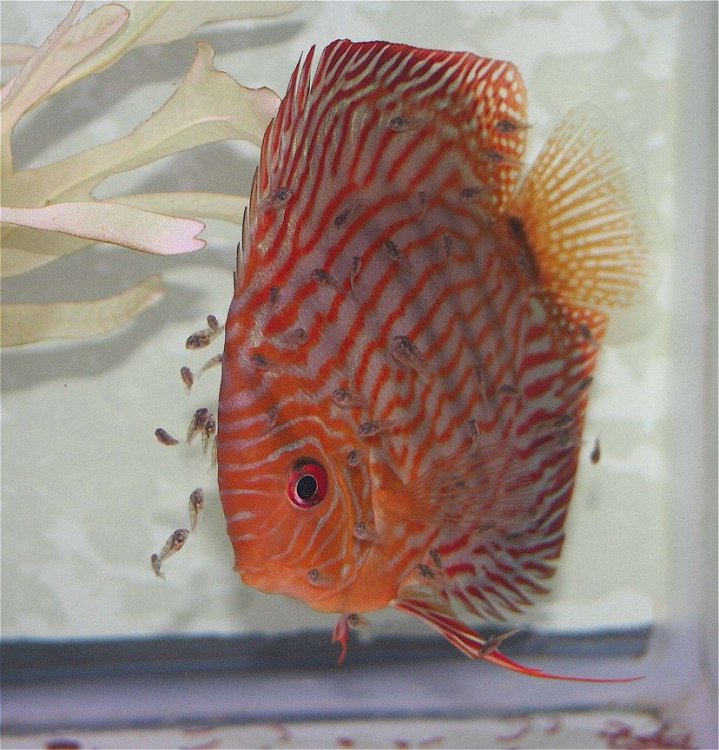 freshwater fish - symphysodon spp. - red turquoise discus stocking in 75 gallons tank - Mommy Discus and Babies