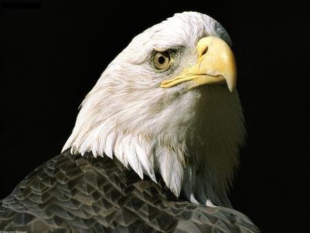 The_Nations_Lookout_Bald_Eagle_Alaska - Birds & Animals Background ...