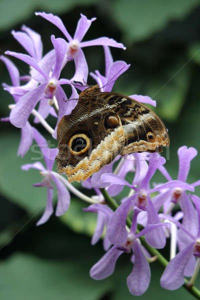 493905_stock-photo-butterly-on-orchid.jp