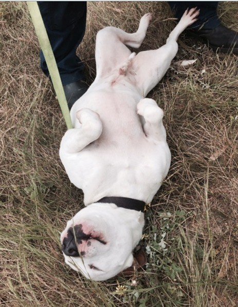 Clyde - Medium Male Staffordshire Bull Terrier Mix Dog in VIC ...