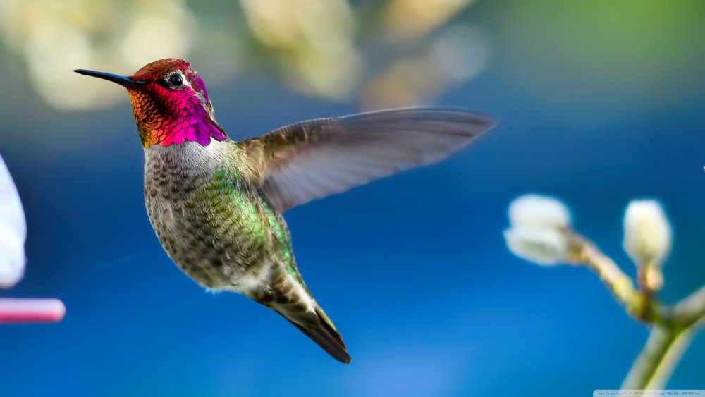 Hummingbird Wallpaper and Background Image | 1366x768 | ID:495137 ...