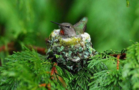 Humming Bird - Birds & Animals Background Wallpapers on Desktop ...