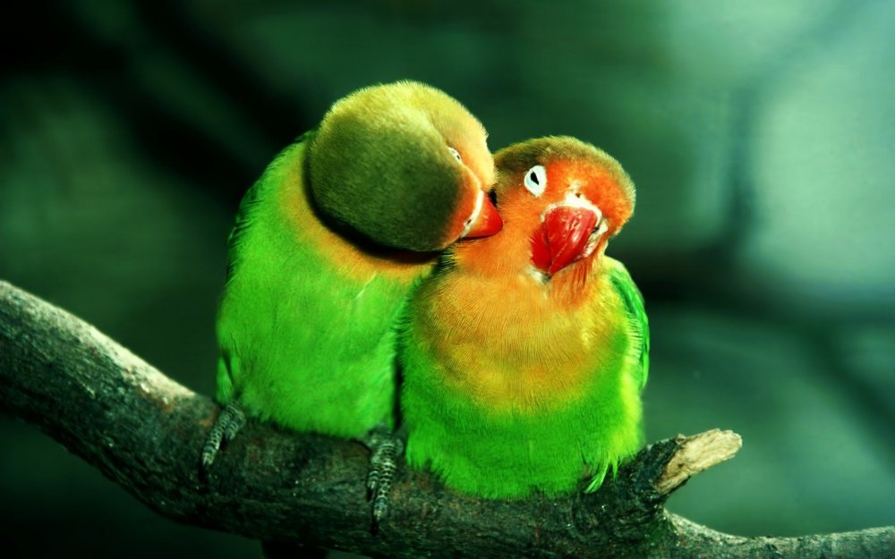 Parrot Wallpapers - Top Free Parrot Backgrounds - WallpaperAccess