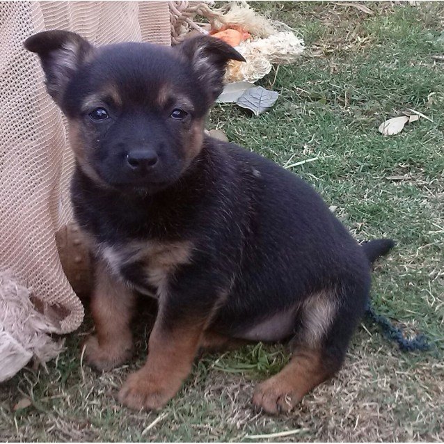 Chia - Small Female Australian Stumpy Tail Cattle Dog x Maltese ...