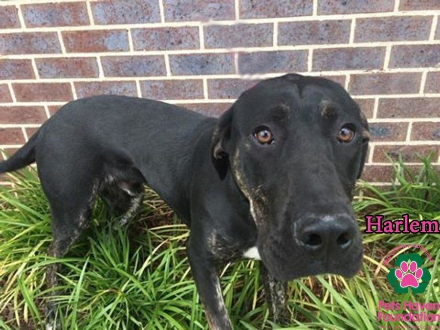 Harlem - Large Male Great Dane Mix Dog in VIC - PetRescue