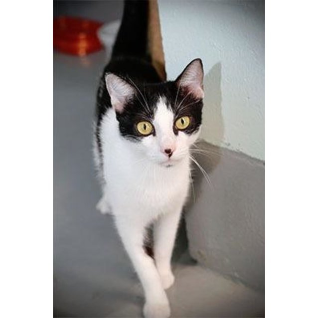 Barbie - Female Domestic Short Hair Cat in QLD - PetRescue