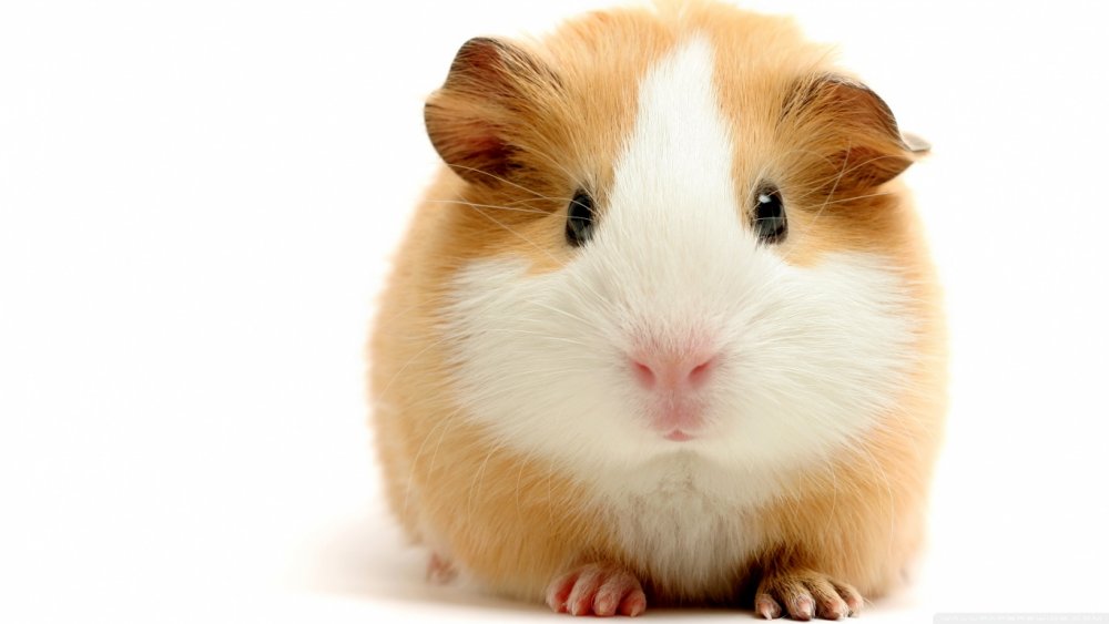 Guinea Pig Wallpaper and Background Image | 1366x768 | ID:496794 ...