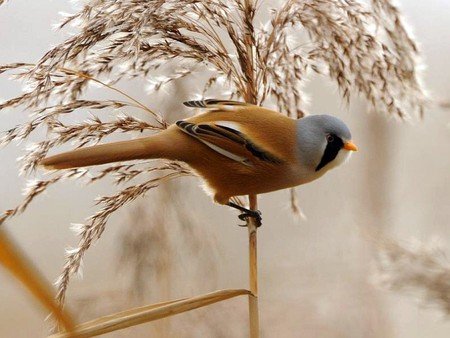 Beautiful Bird - Birds & Animals Background Wallpapers on Desktop ...