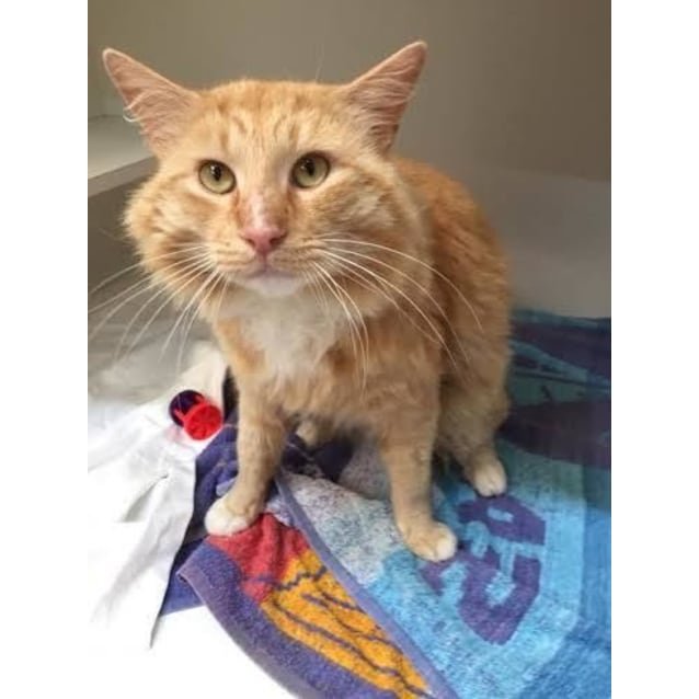 Jimmy - Male Domestic Medium Hair Mix Cat in WA - PetRescue