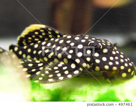 Orange fin Kaiser pleco (meal) - Stock Photo [497461] - PIXTA