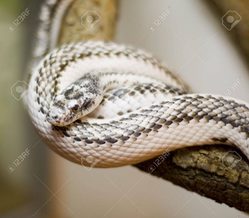 Poison Snake Stock Photo, Picture And Royalty Free Image. Image ...