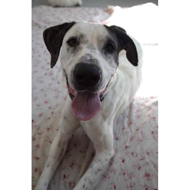 Chevy - Large Female Bull Arab x Great Dane Mix Dog in QLD - PetRescue