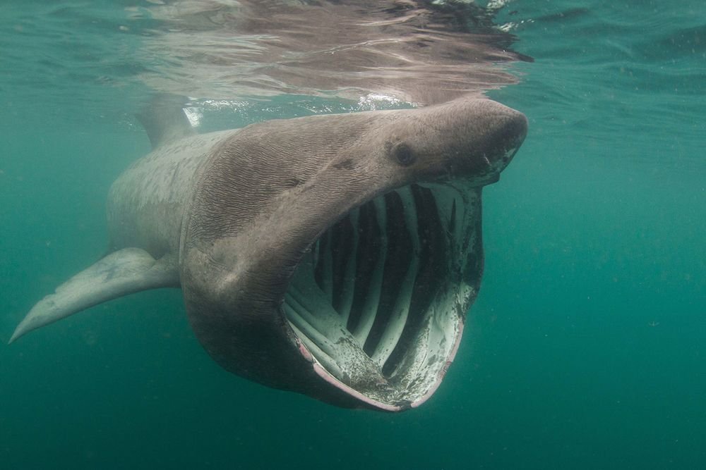 Image result for basking shark