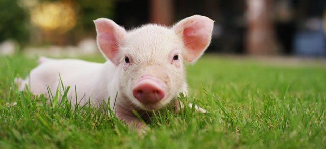 Piglet.jpg?cb=8f02fdb37f1d0295ee37dfd5ba